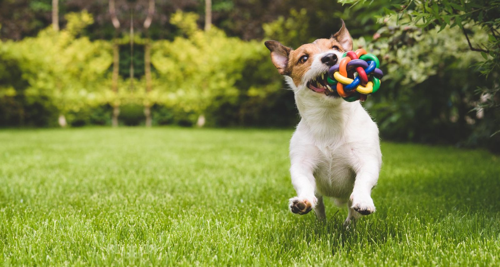 Happy dog playing with toy in clean backyard following dog waste removal service