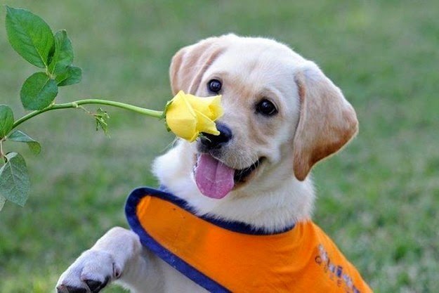 Labrador puppy wearing orange vest smelling yellow rose on safe, clean lawn after pooper scooper service