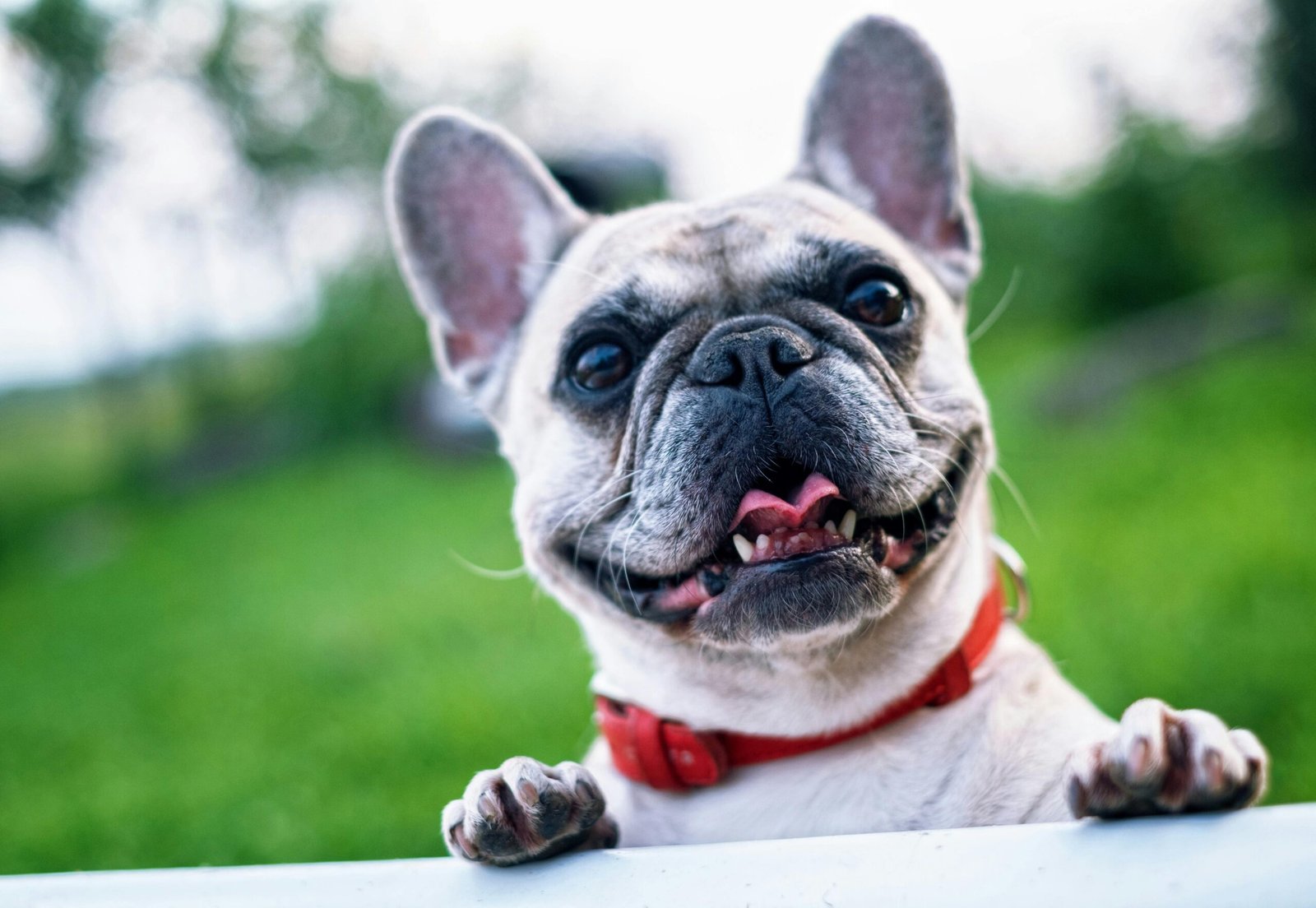 Happy French Bulldog with red collar relaxing on clean lawn after reliable pooper scooper service